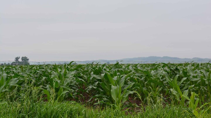 Corn field in the summer