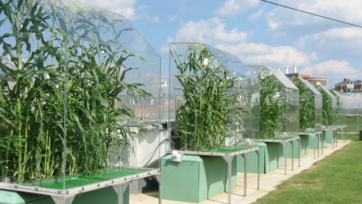 Corn plants growing in clear box